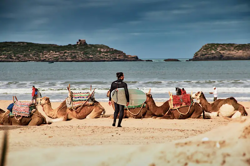 Cammelli sulla spiaggia di Essaouira